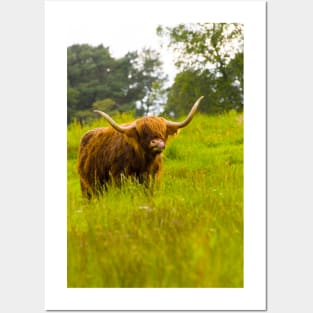 Highland Cow Posters and Art